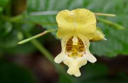 Image of Impatiens edgeworthii Hook. fil.