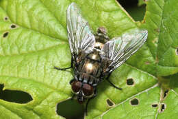 صورة Dasyphora albofasciata (Macquart & Berthelot 1839)