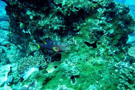 Image of Common Lyre-tail Cod