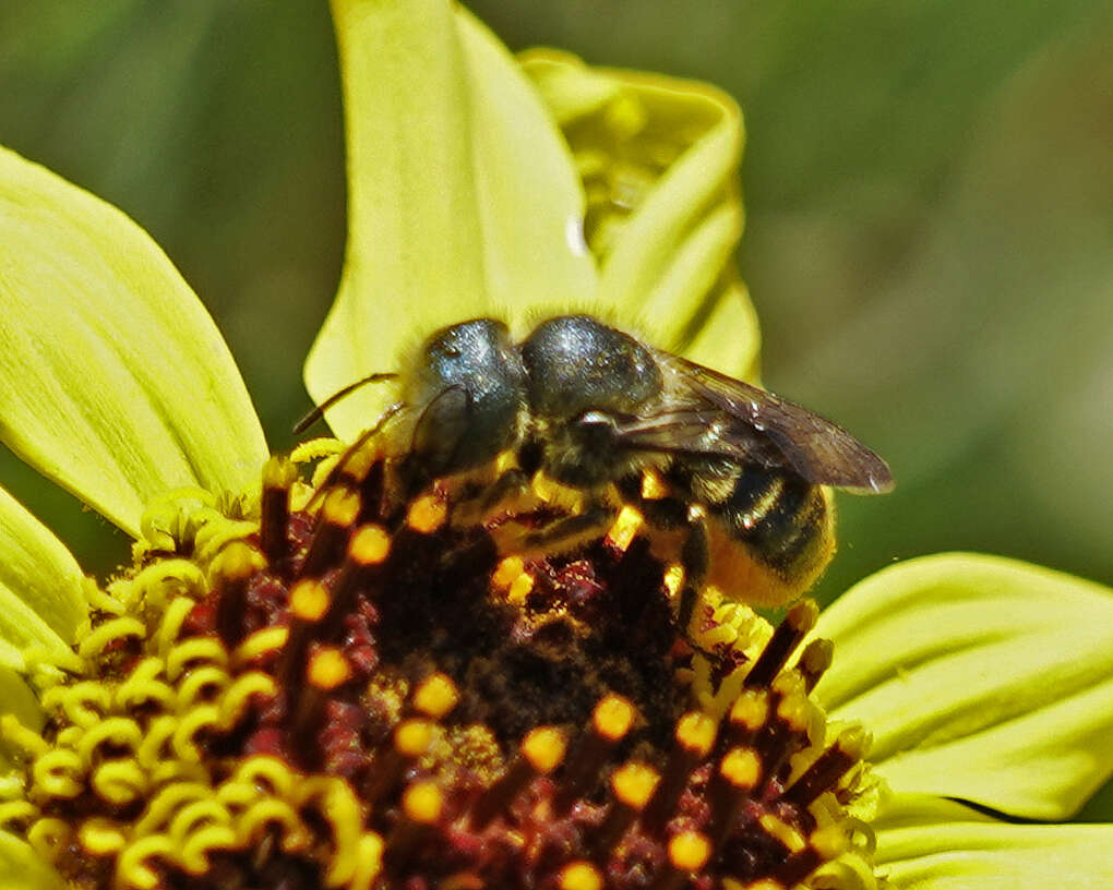 Image of Osmia coloradensis Cresson 1878