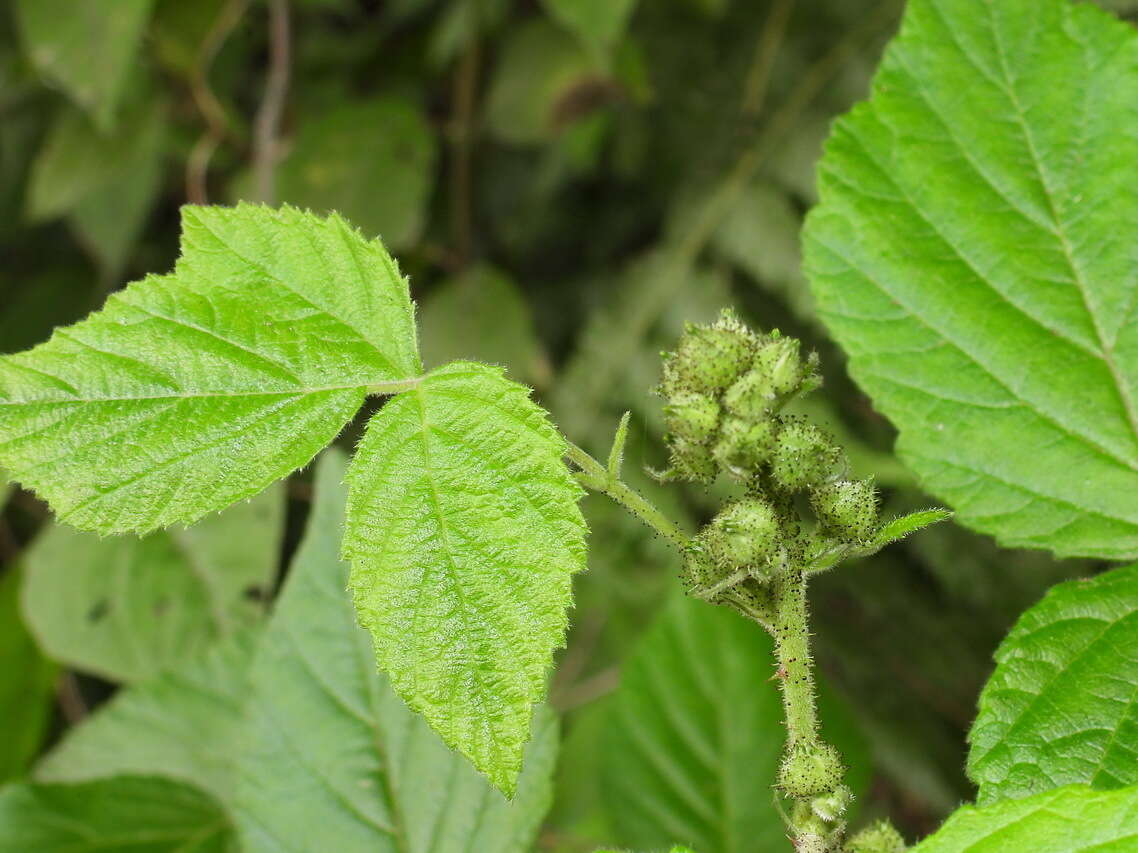 Plancia ëd Rubus parviaraliifolius Hayata