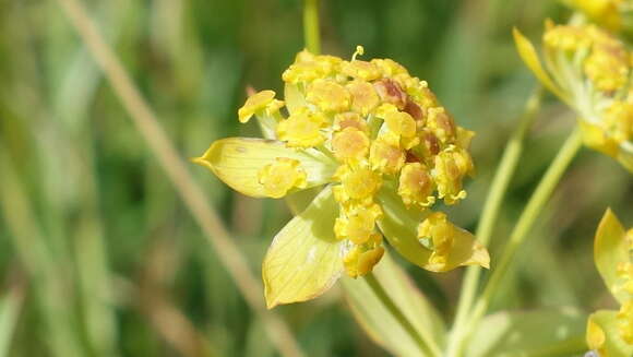 Sivun Bupleurum ranunculoides L. kuva