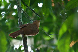 Image of Rufous Piha