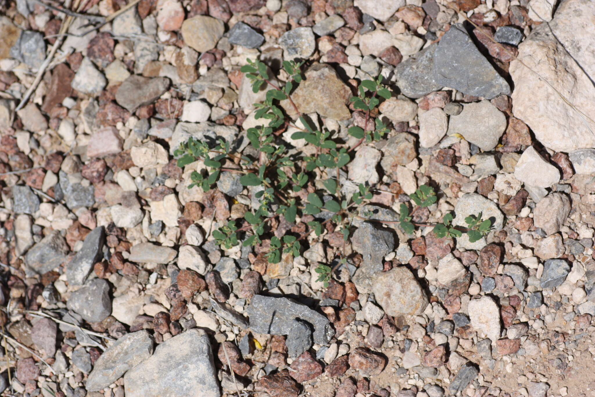 Слика од Euphorbia serrula Engelm.