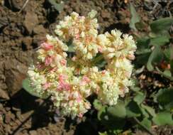 Image of arrowleaf buckwheat