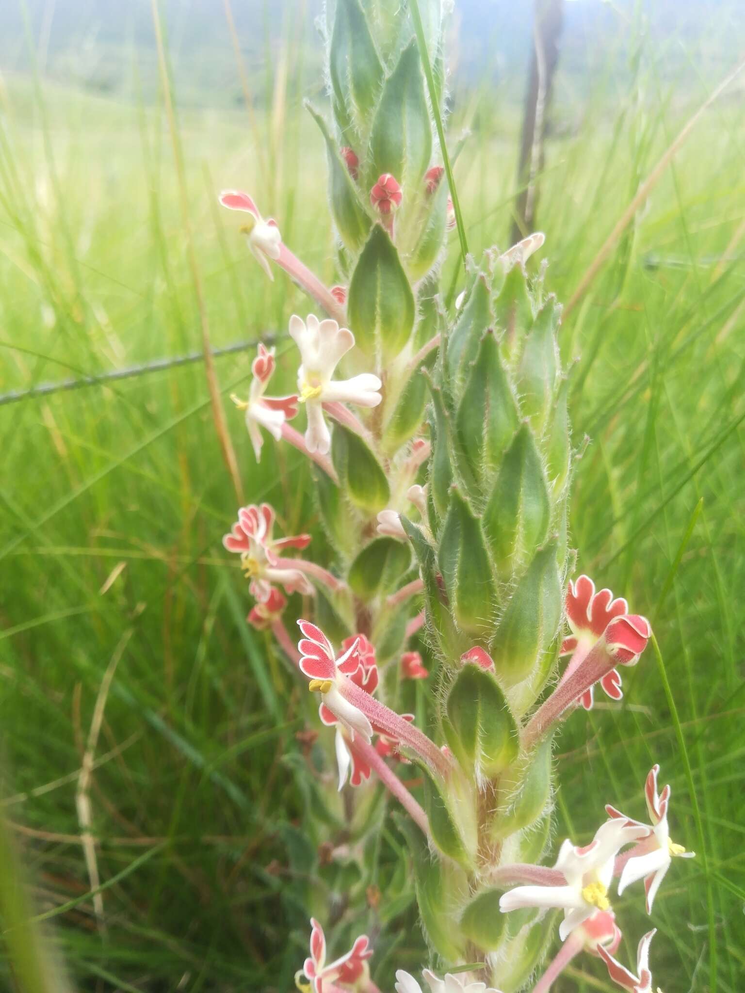 صورة Zaluzianskya microsiphon (Kuntze) K. Schum.