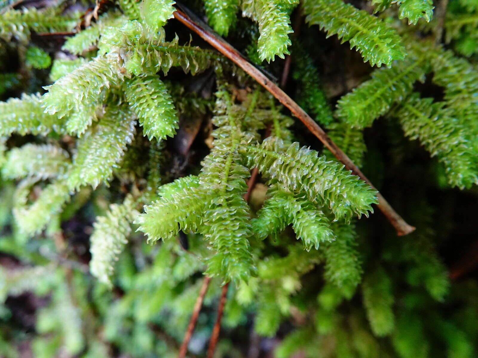 Image of Schistochila nobilis (Hook.) Trevis.