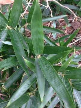 Image of bamboo-leaf