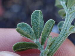 Indigofera glaucescens Eckl. & Zeyh.的圖片