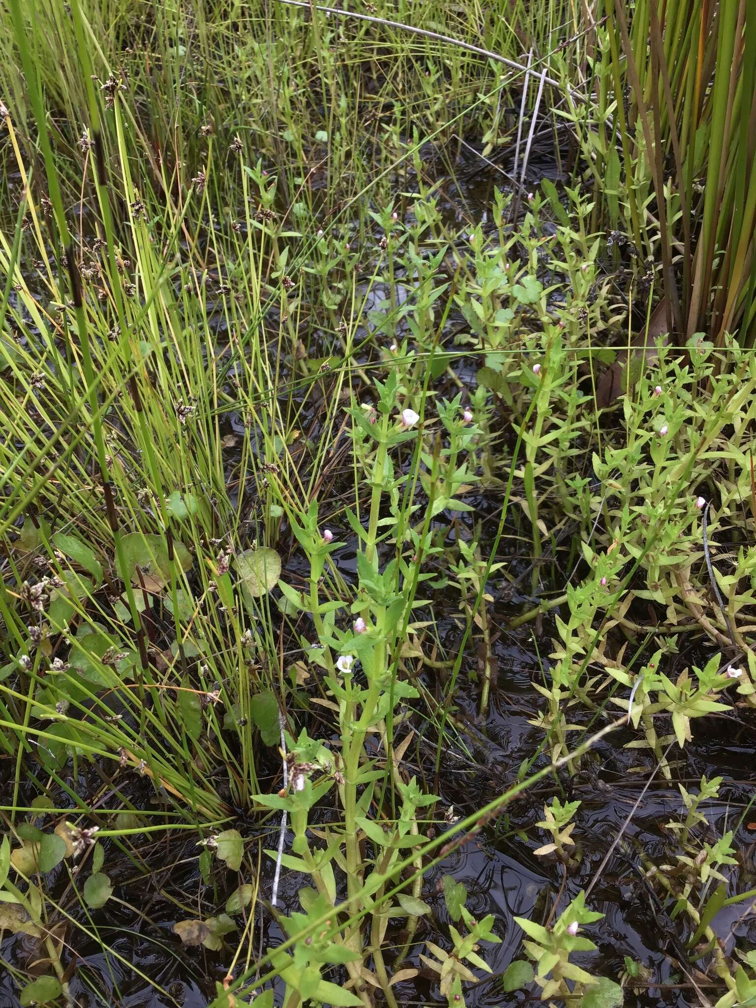 Image de Gratiola pubescens R. Br.