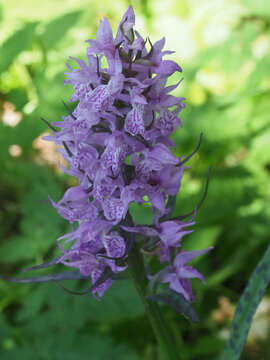 Dactylorhiza urvilleana (Steud.) H. Baumann & Künkele resmi