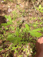 Image of mountain azalea