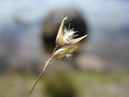 Image of Rytidosperma pauciflorum (R. Br.) Connor & Edgar