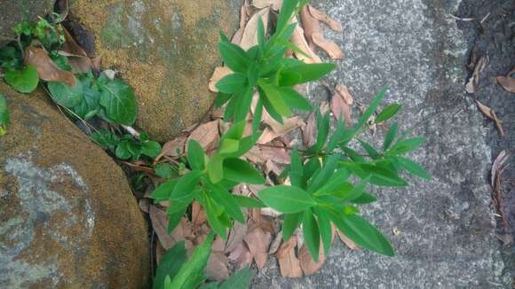 Image of Wikstroemia taiwanensis C. E. Chang