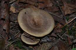 Image of Lactarius pyrogalus (Bull.) Fr. 1838