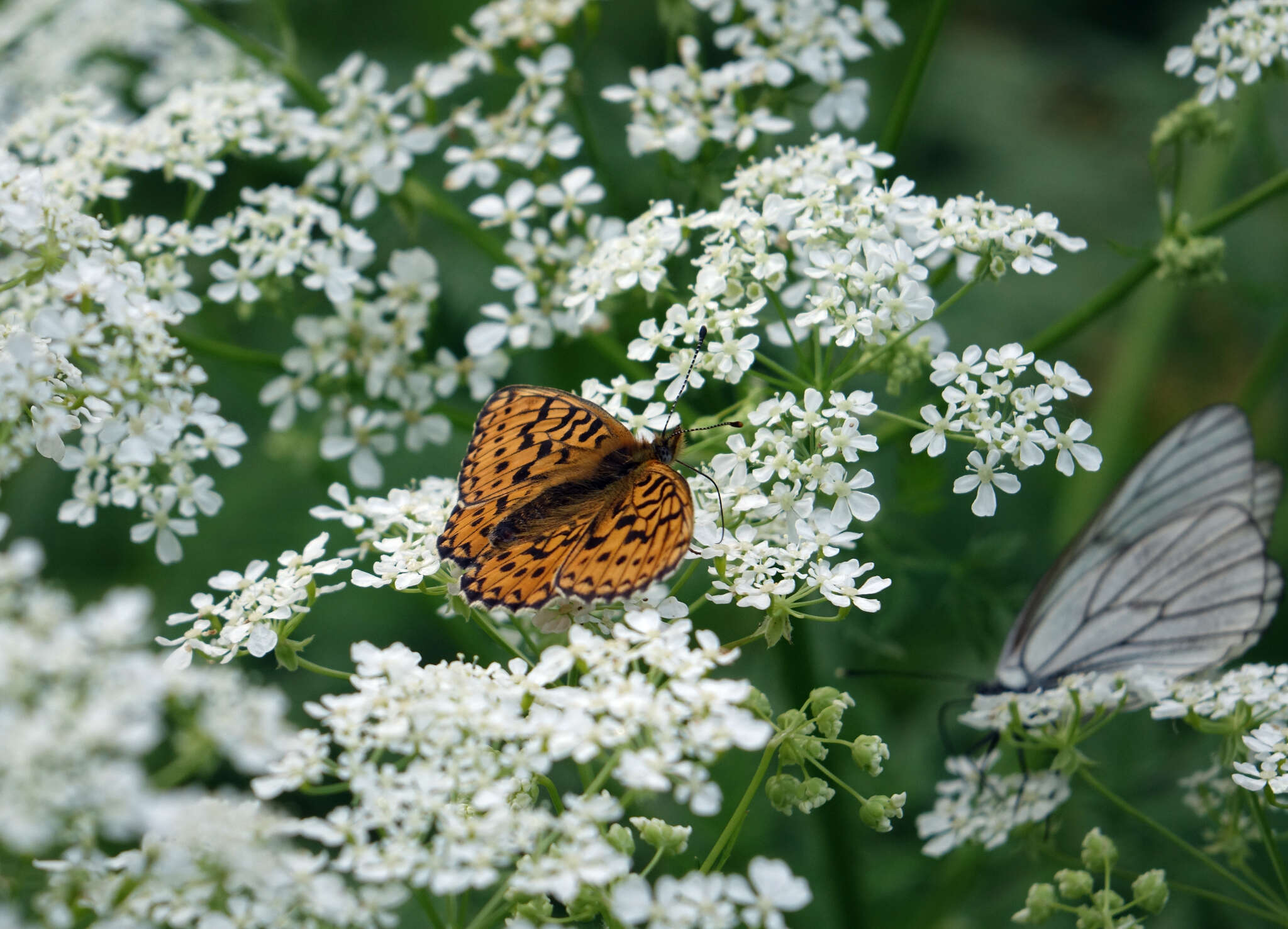 Image of <i>Boloria oscarus</i>