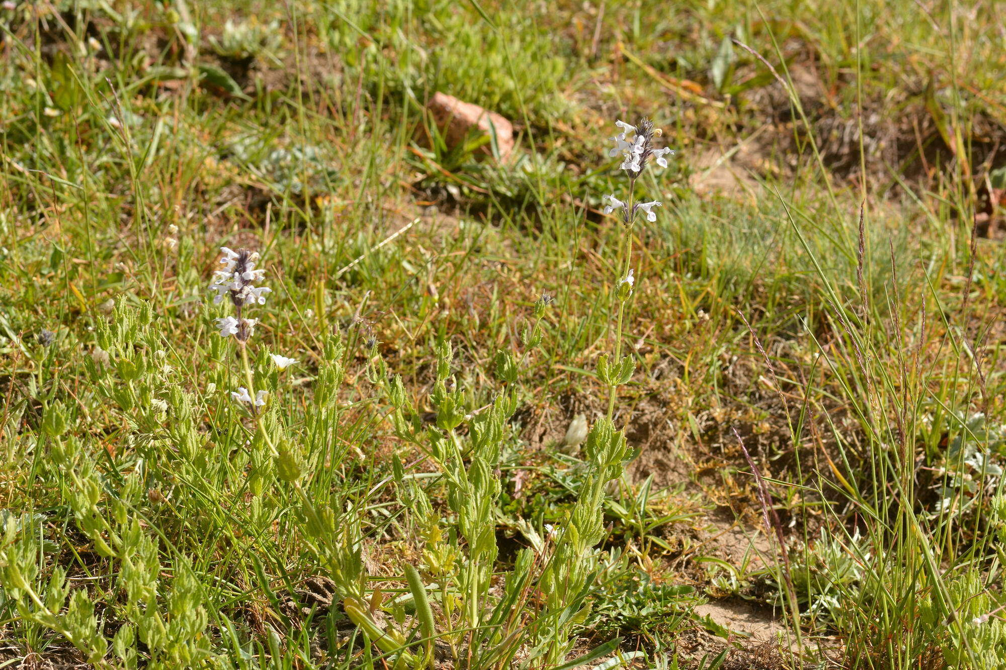 Image of Nepeta mariae Regel