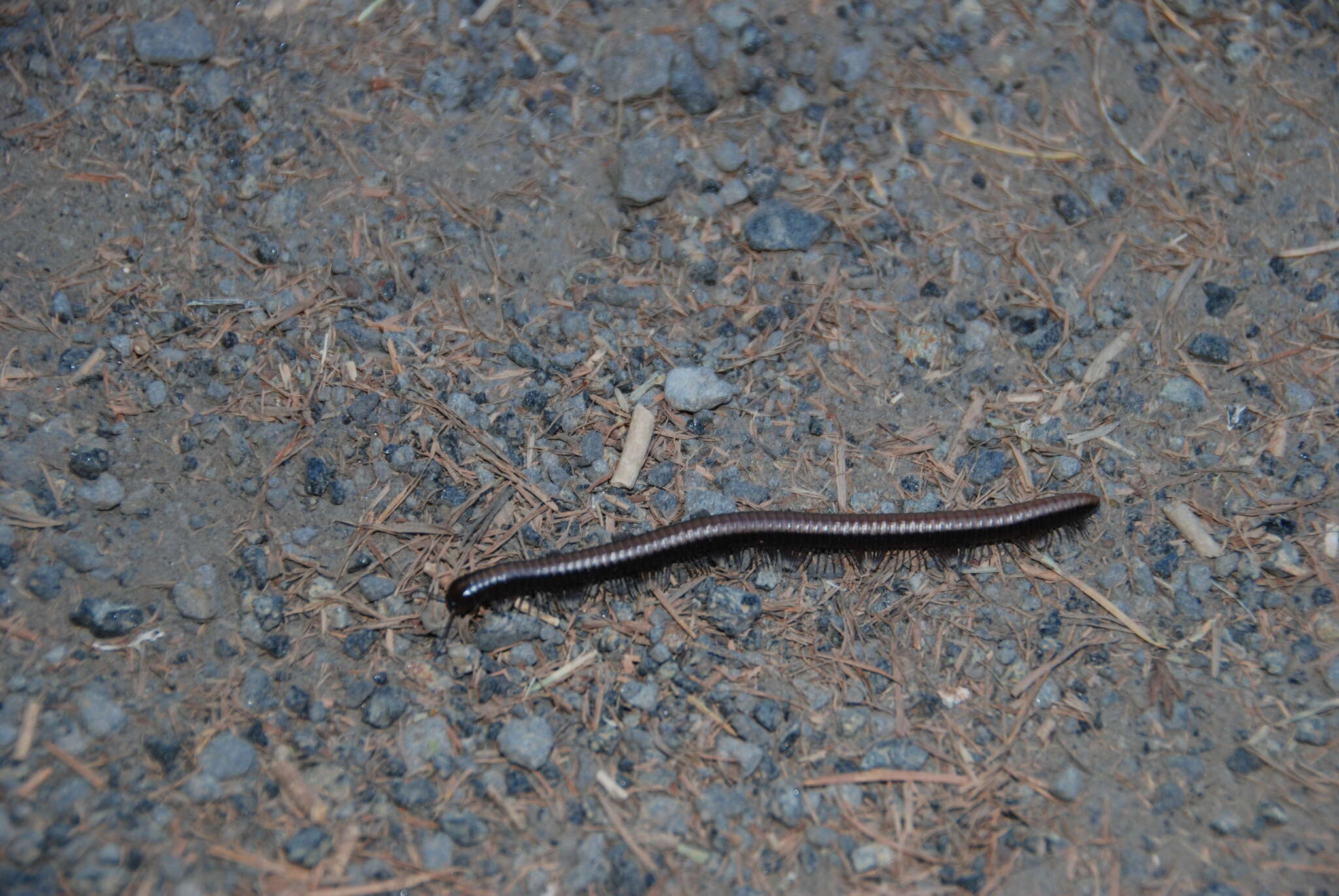 Image of Californiulus chamberlini (Brölemann 1922)