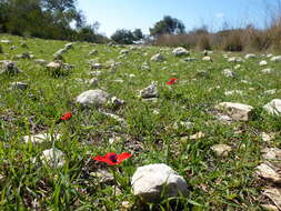 Image of lilies-of-the-field