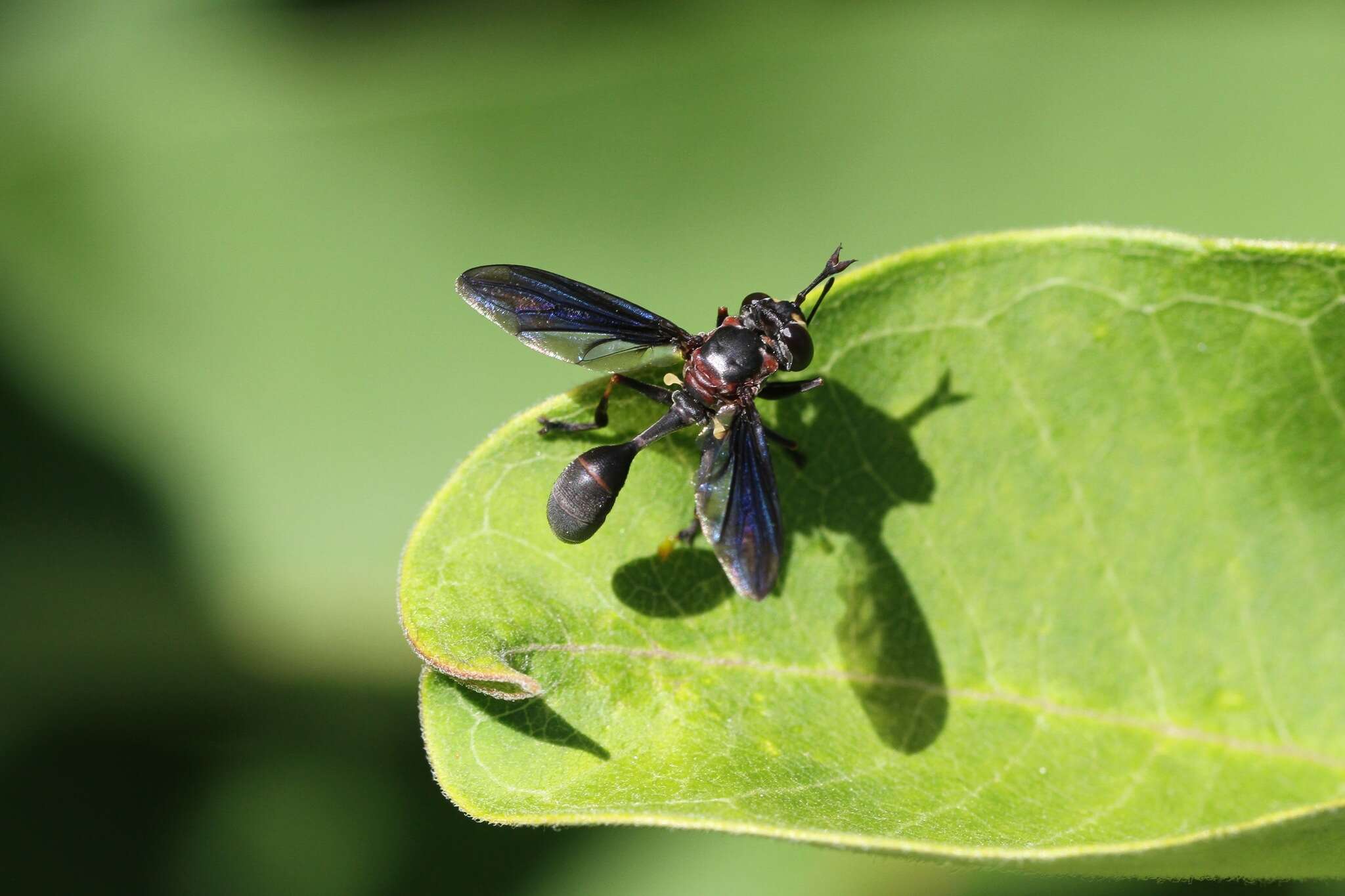 Imagem de Physocephala floridana Camras 1957