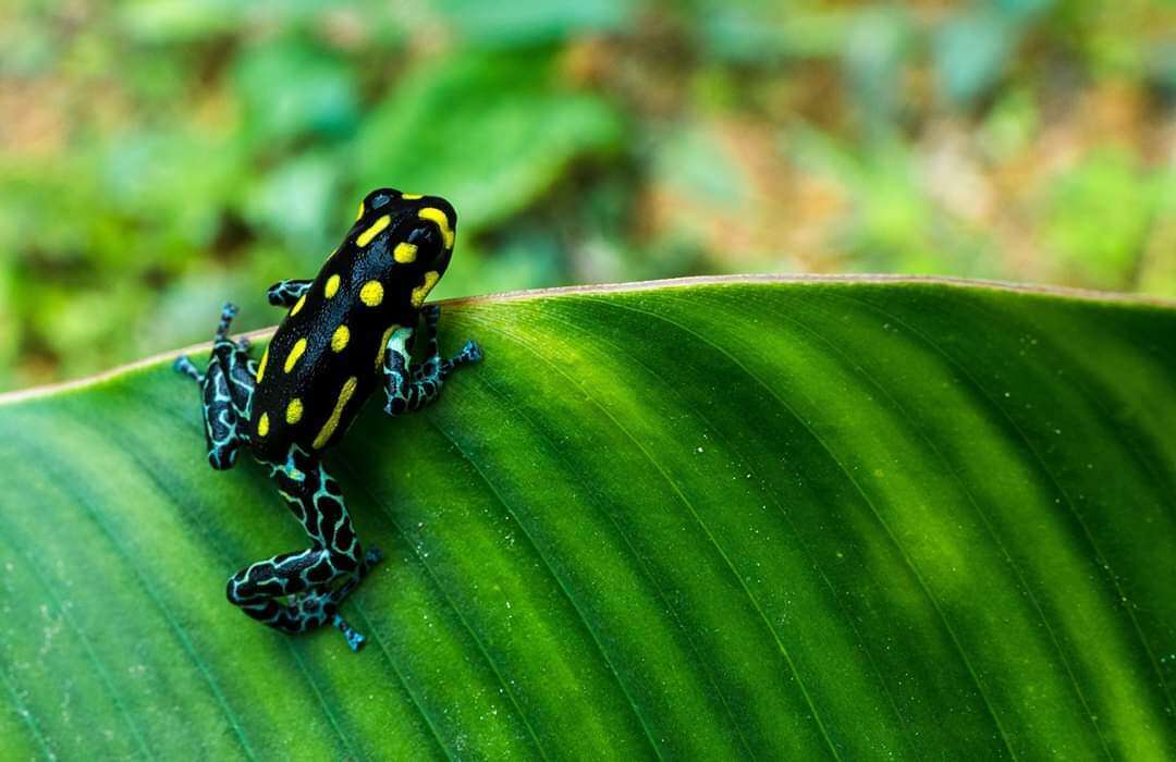 Image of Brazilian Poison Frog
