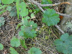 Image of Idaho barren strawberry