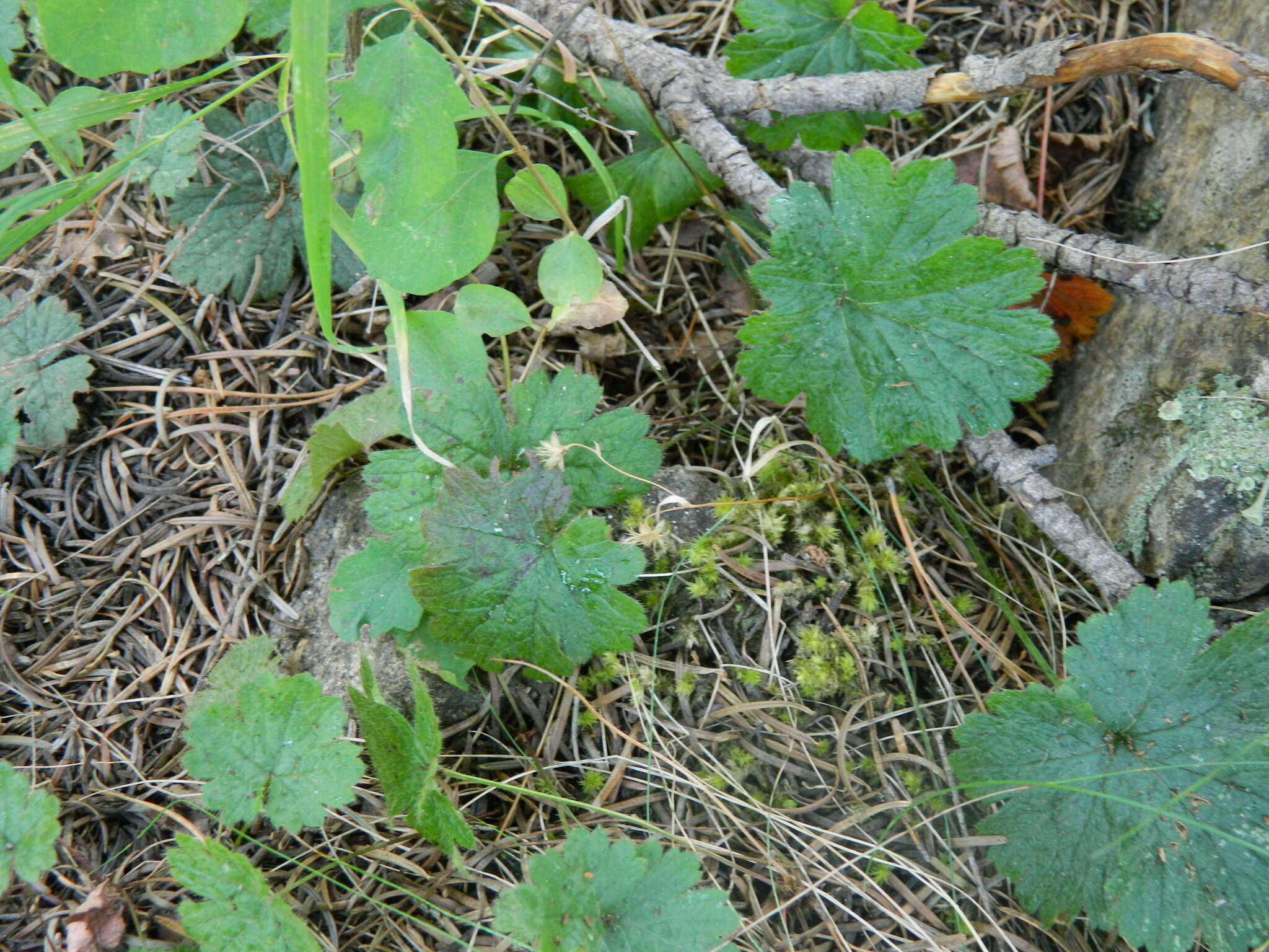 Image of Idaho barren strawberry