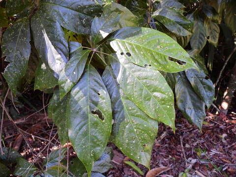 Image of Rockinghamia angustifolia (Benth.) Airy Shaw