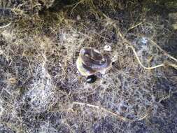 Image of New Zealand flatworm