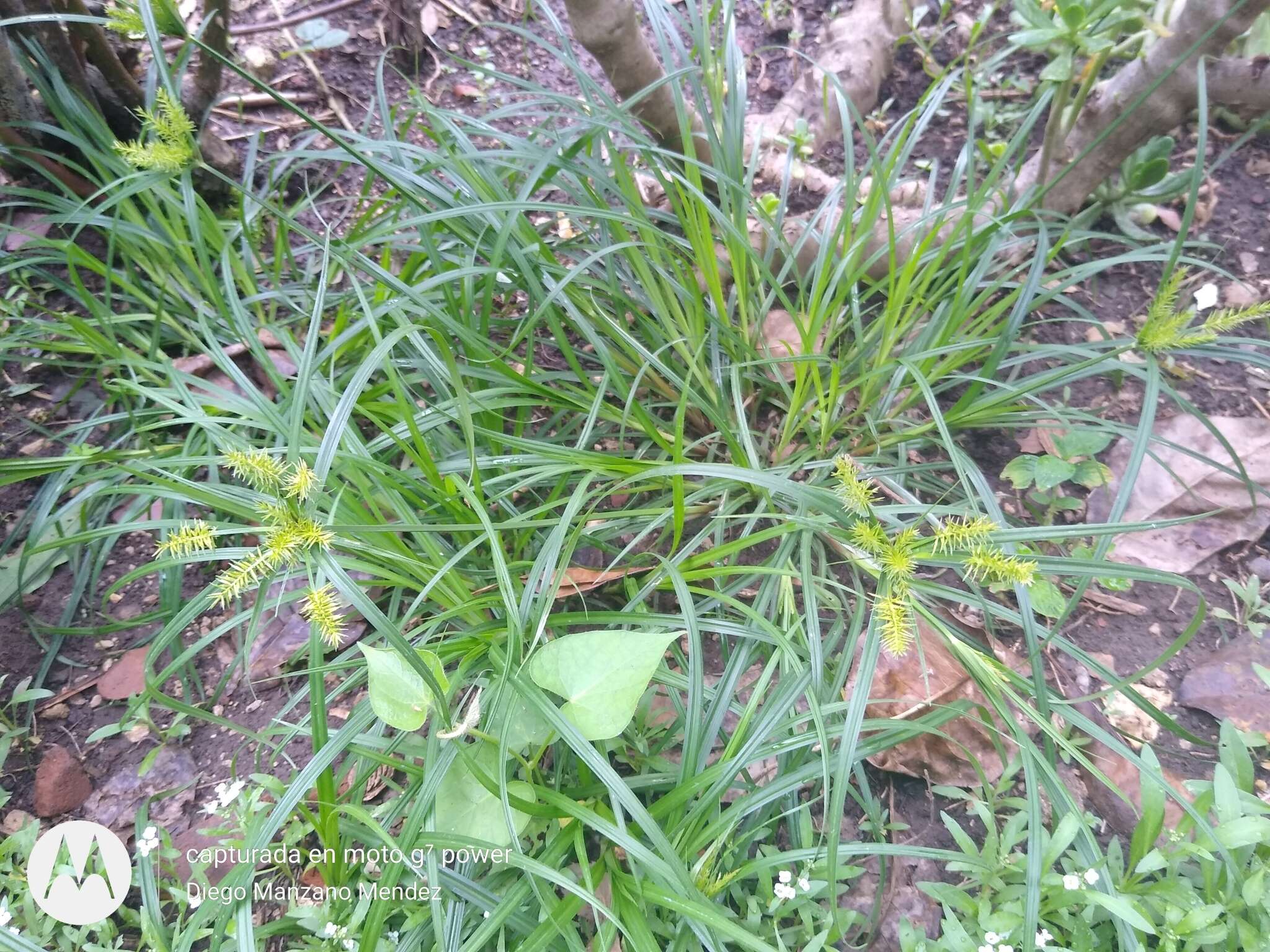 Слика од Cyperus hermaphroditus (Jacq.) Standl.