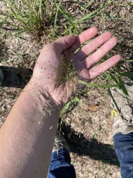 Image of plains lovegrass