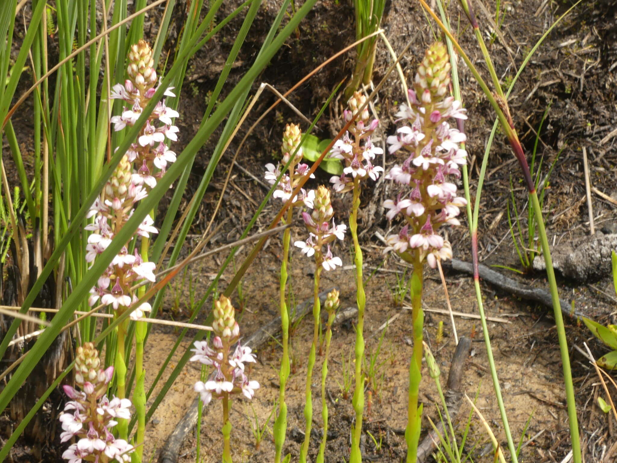 Image of Satyrium rhynchanthum Bolus