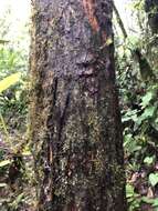 Image of Andean Bears