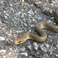 Image of Dahls Wipe Snake