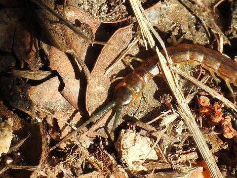 Image of Scolopendra oraniensis Lucas 1846