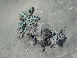 Image of surf thistle