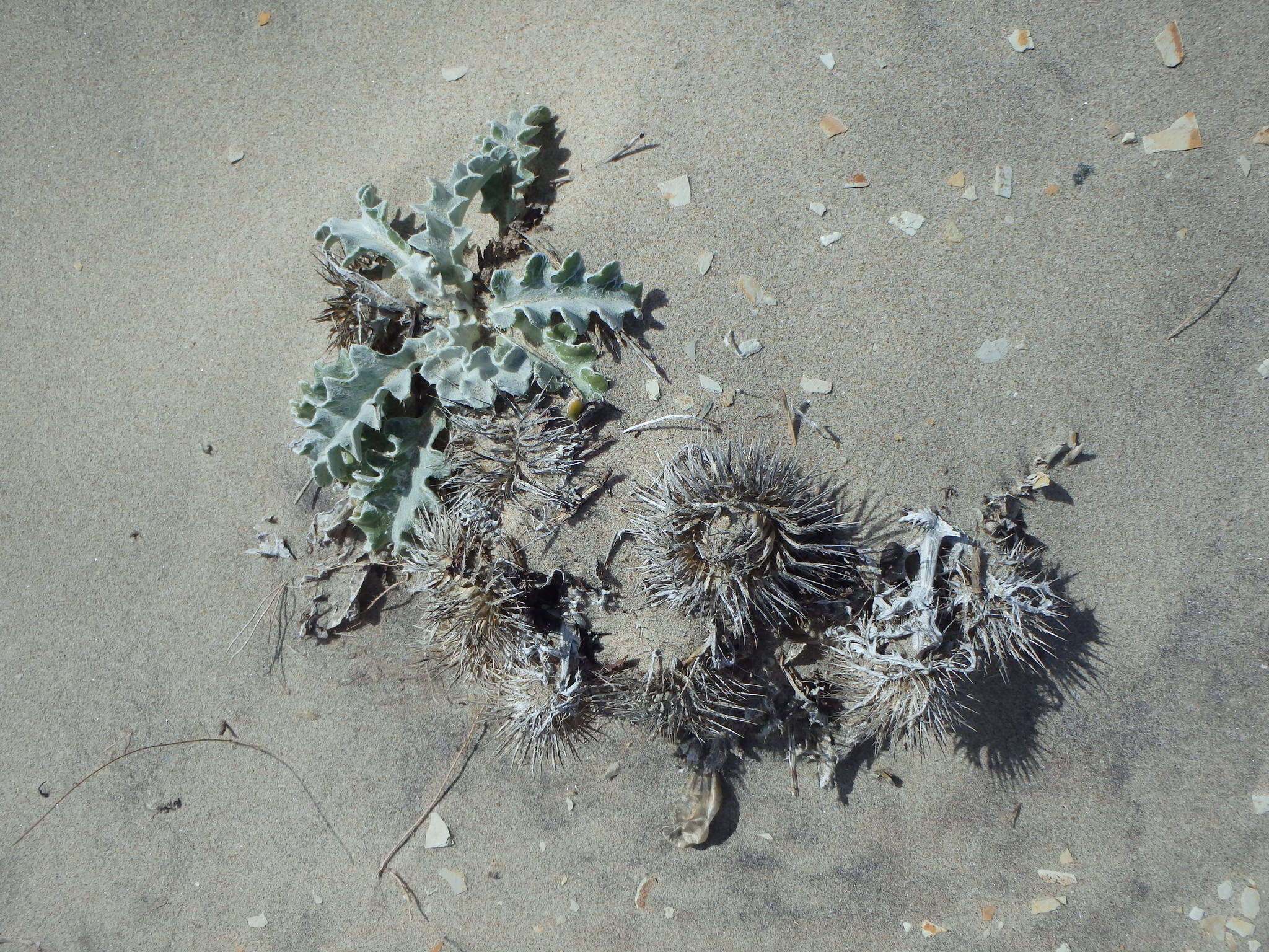 Cirsium rhothophilum Blake的圖片