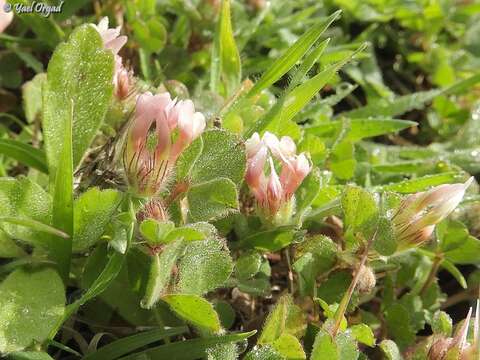 Image of woolly round-head clover