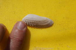 Image of Petricolaria Stoliczka 1870