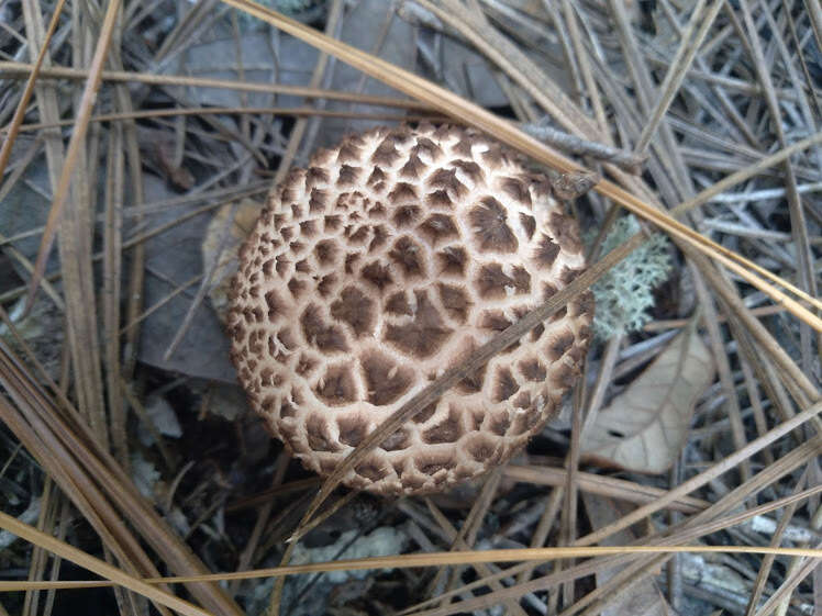 Plancia ëd Amanita westii (Murrill) Murrill 1945