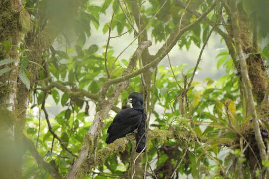 Image of umbrellabird