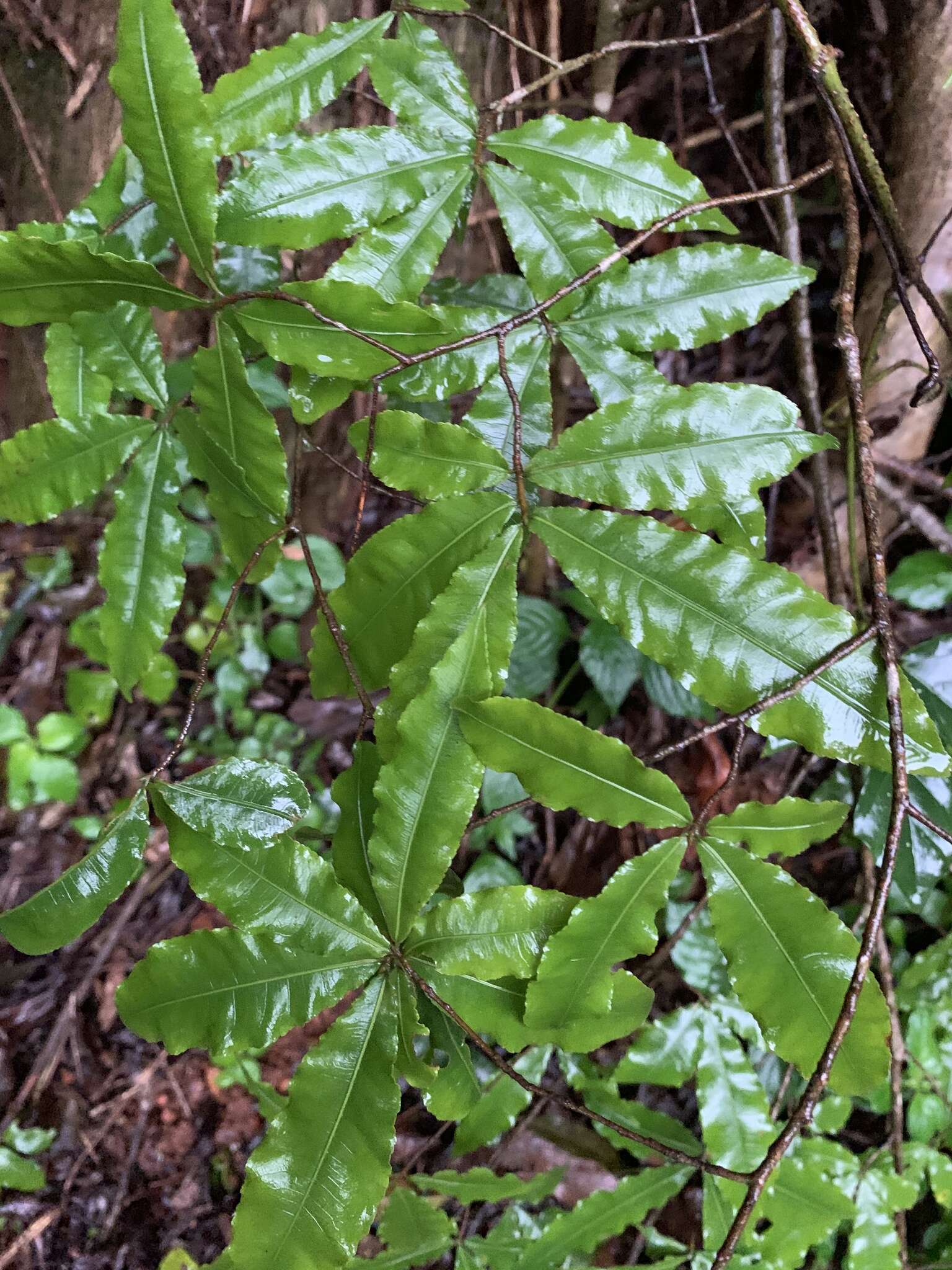 Image of Common forest ochna