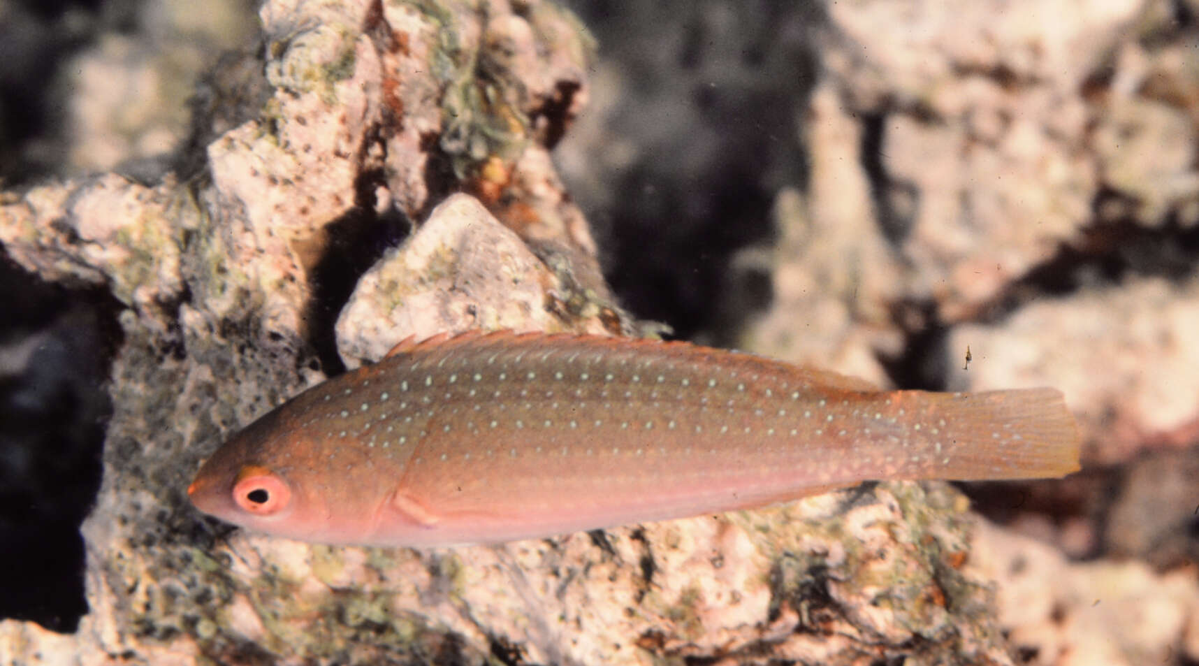 Imagem de Cirrhilabrus luteovittatus Randall 1988