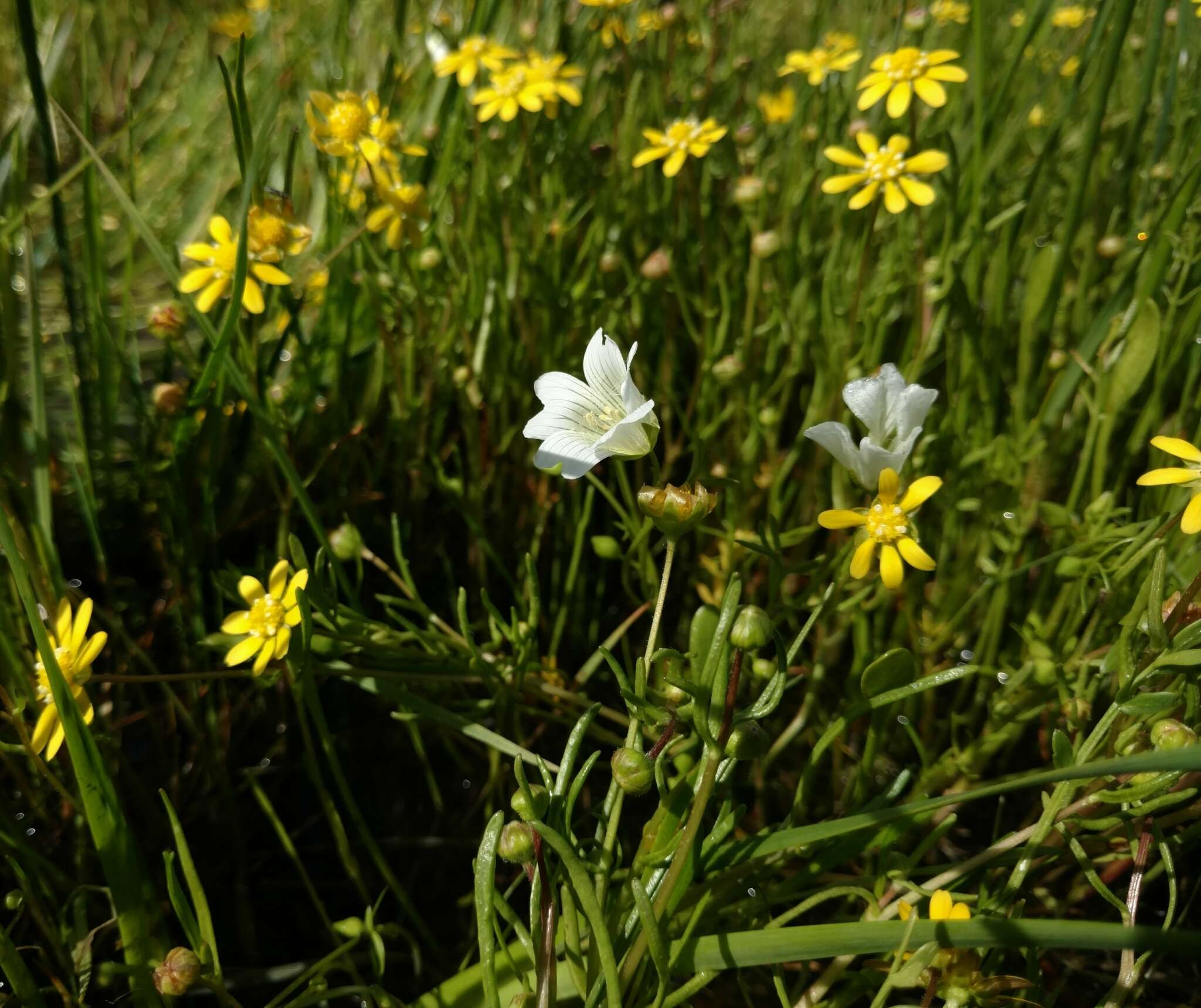 Image of Douglas' Meadowfoam