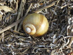 Image of common northern moonsnail