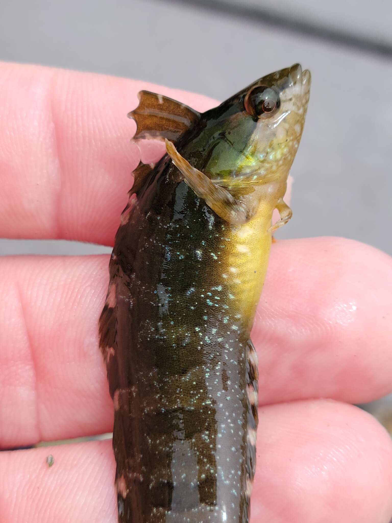 Image of Striped Kelpfish