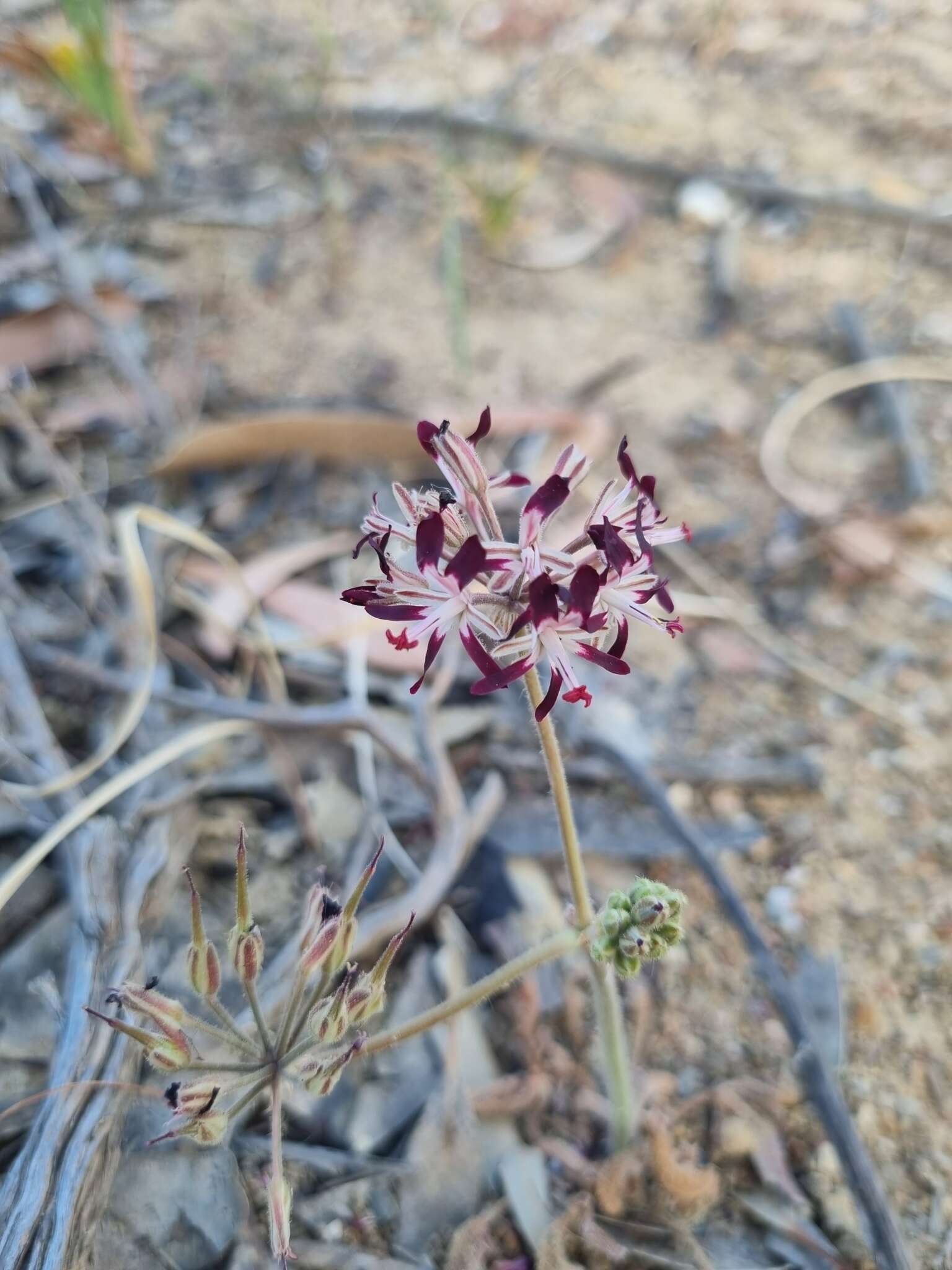 Image of Pelargonium auritum subsp. auritum