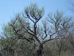 Plancia ëd Bursera morelensis Ramirez