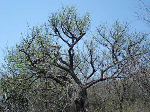 Plancia ëd Bursera morelensis Ramirez