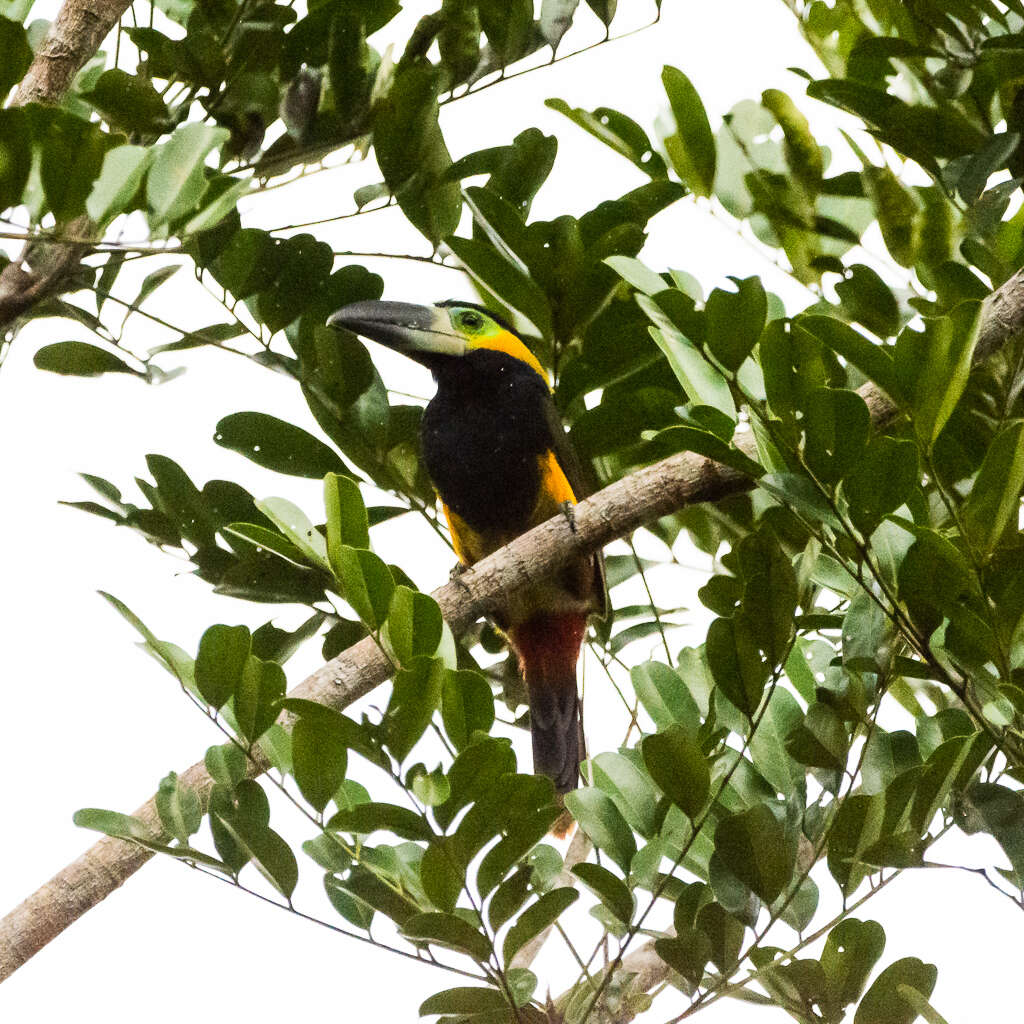 Image of Golden-collared Toucanet